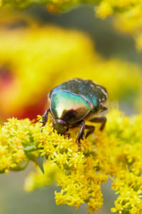 Shining rose beetle, common rose beetle, Cetonia aurata Shining rose beetle, common rose beetle, Cetonia aurata